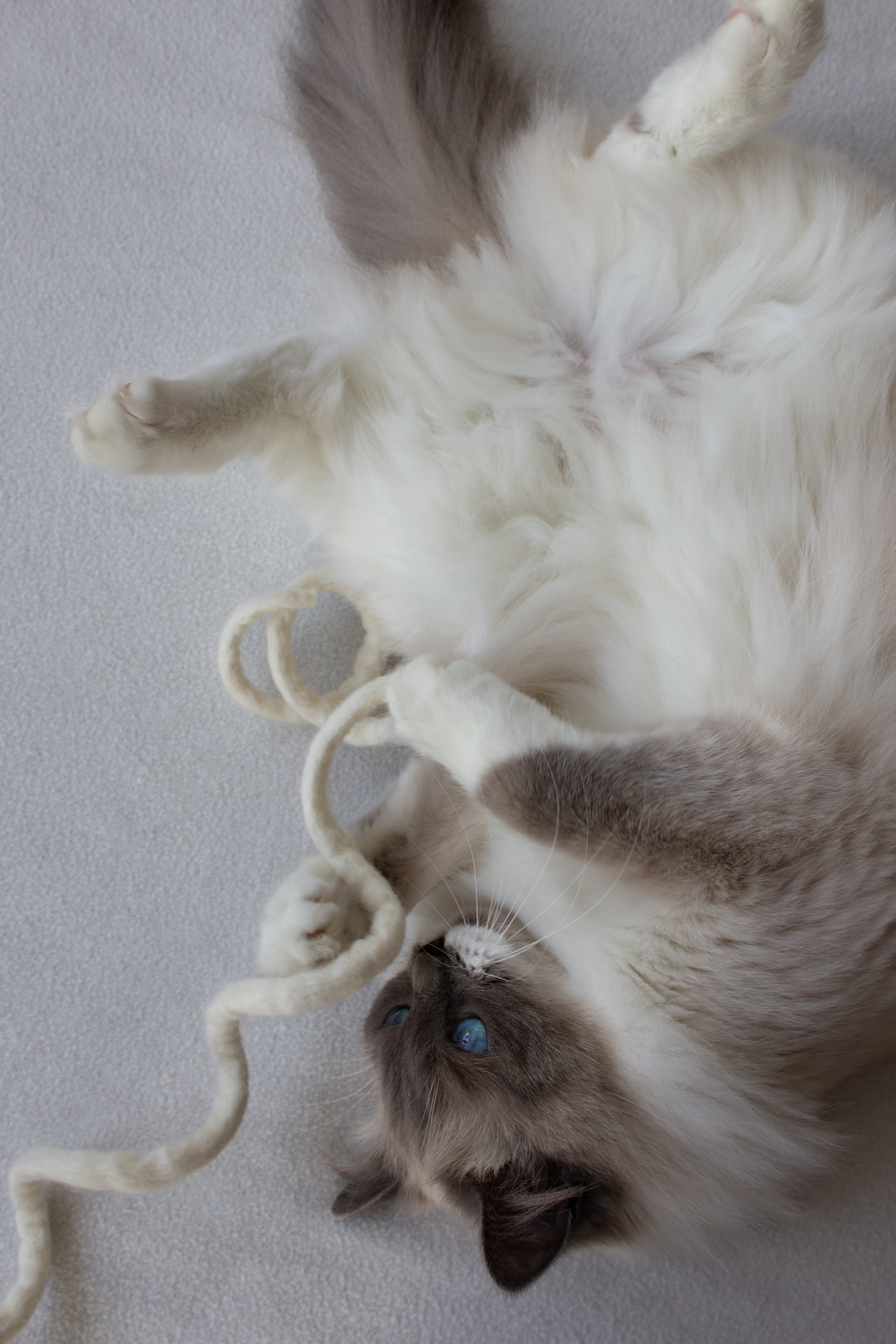 SPIRALE - Katzenspielzeug