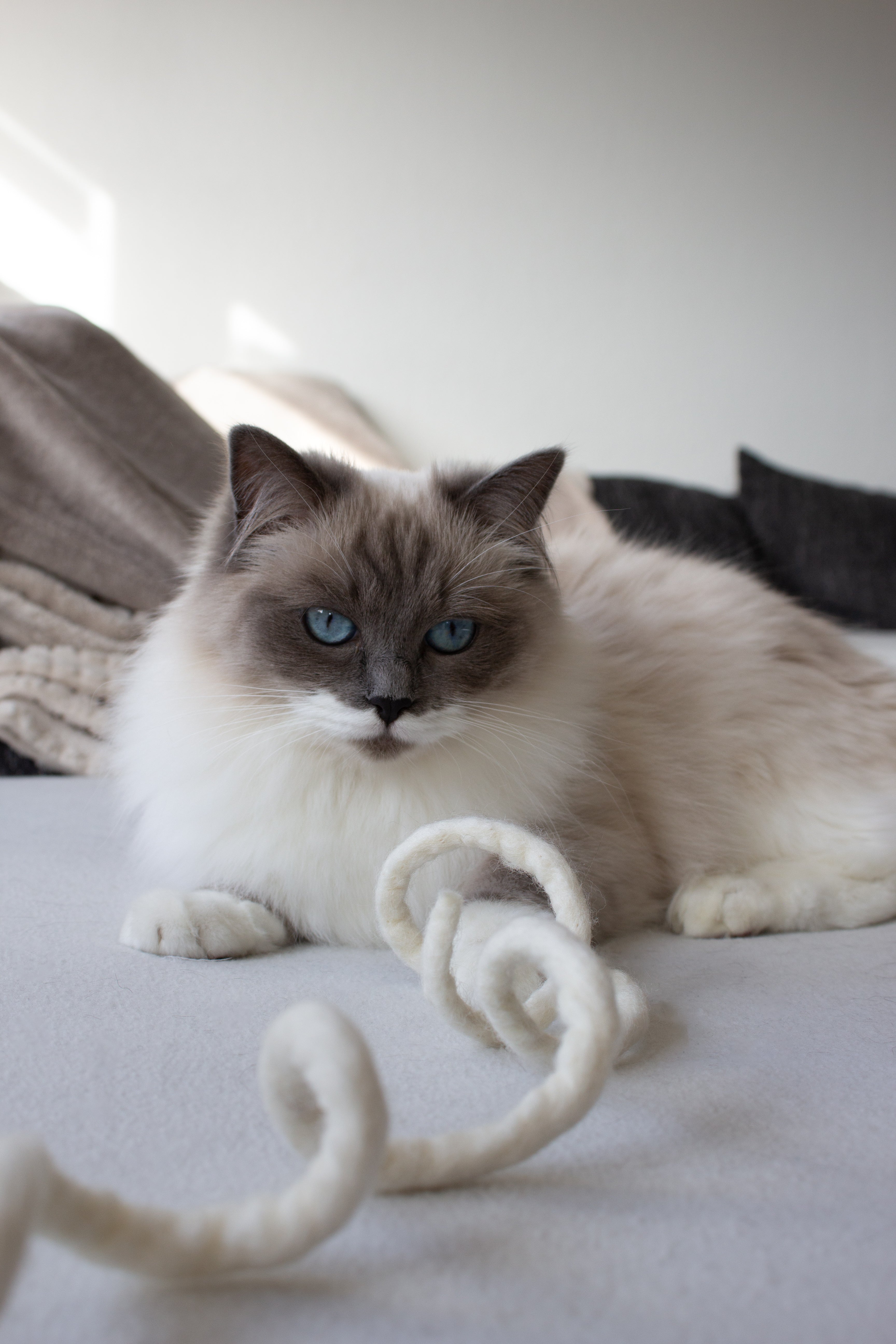 SPIRALE - Katzenspielzeug